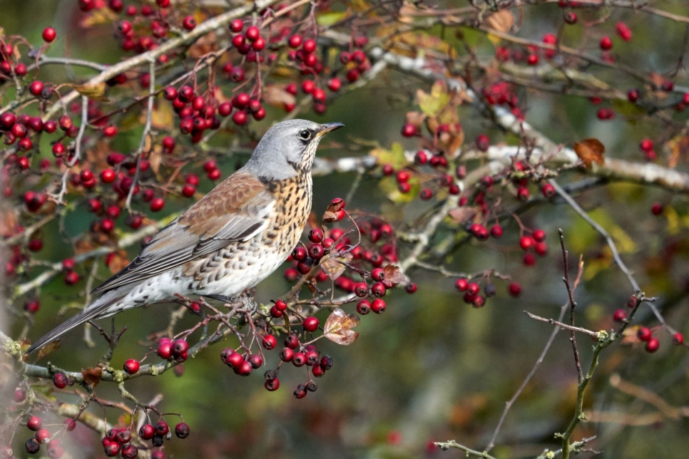 WE Fieldfares car park area Oct 2019 Kim Tarsey (6)-scr.jpg